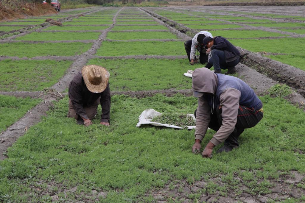 Personas en el campo