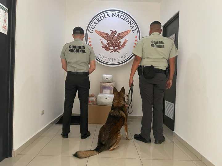 Perro de la Guardia Nacional