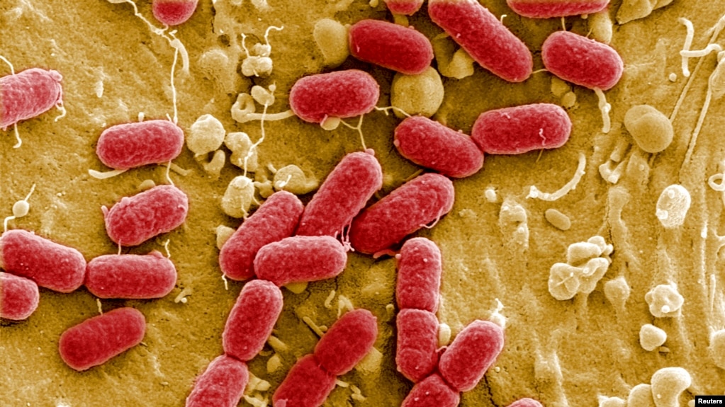 Bacterias al microscopio