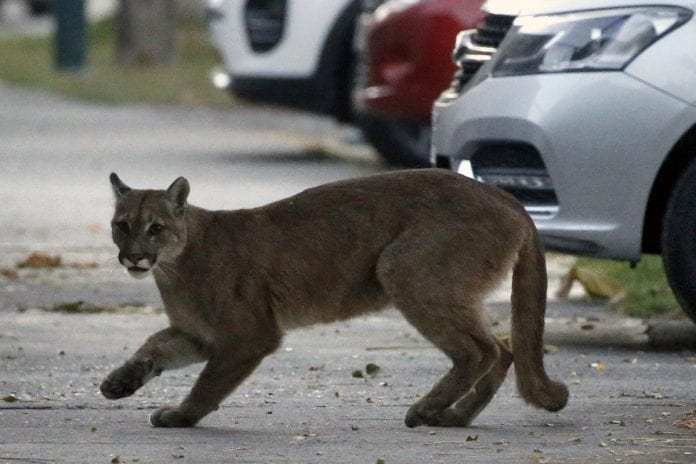 Un puma deambula en  calles de Santiago de Chile