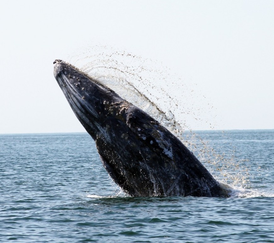 Ejemplar de ballena gris en Baja California Sur