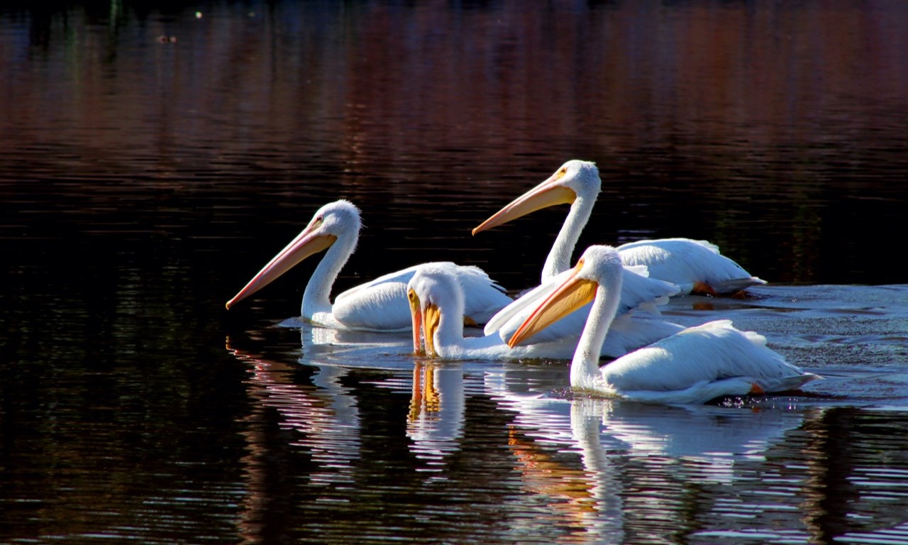 Pelícanos blancos americanos