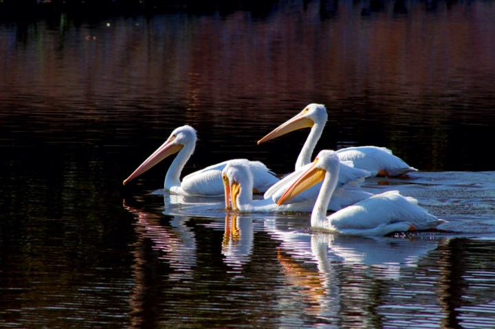 Pelícanos blancos americanos
