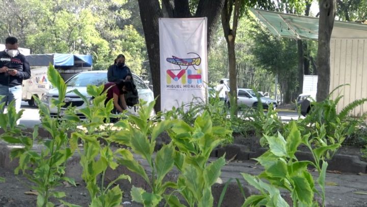 Miguel Hidalgo sustentable