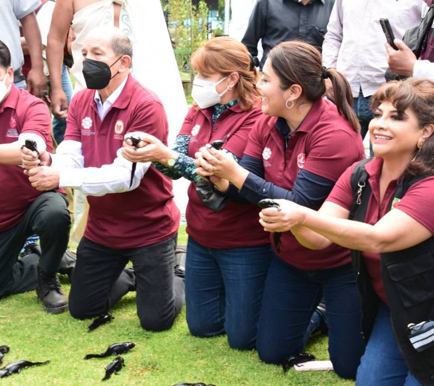 Alcaldes de Morena Ajolotees