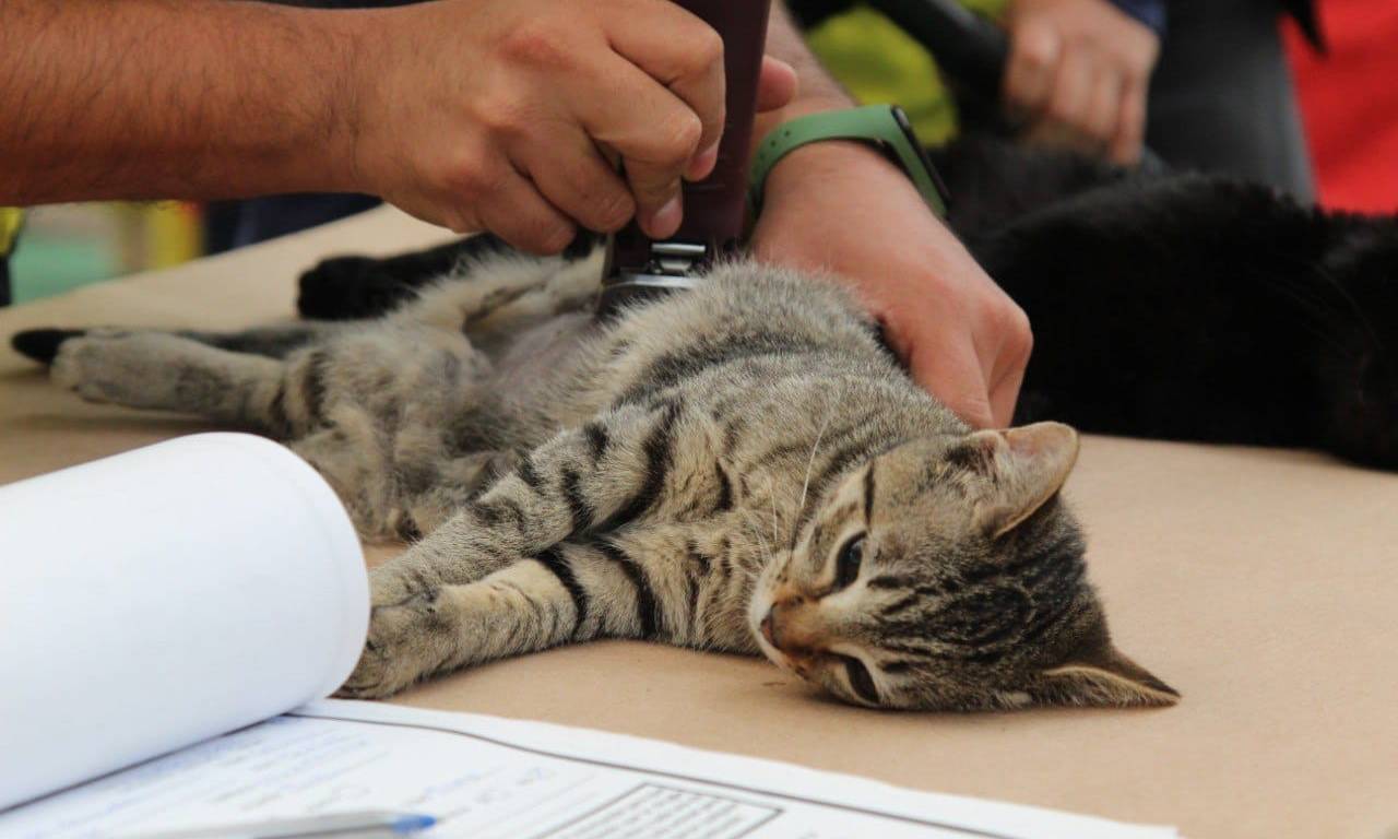 Gato en el veterinario