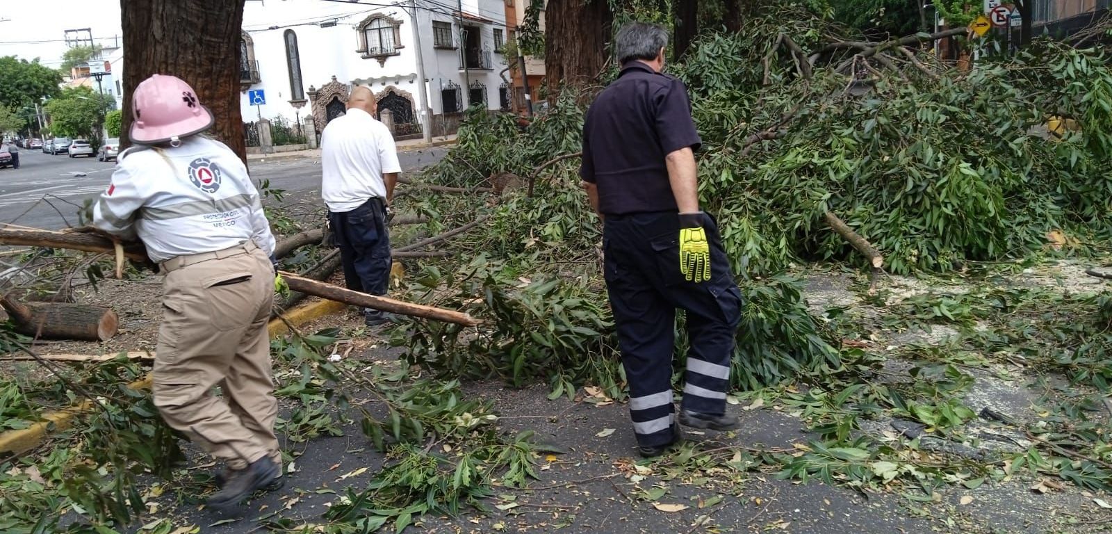 Caída de árboles por fuertes vientos