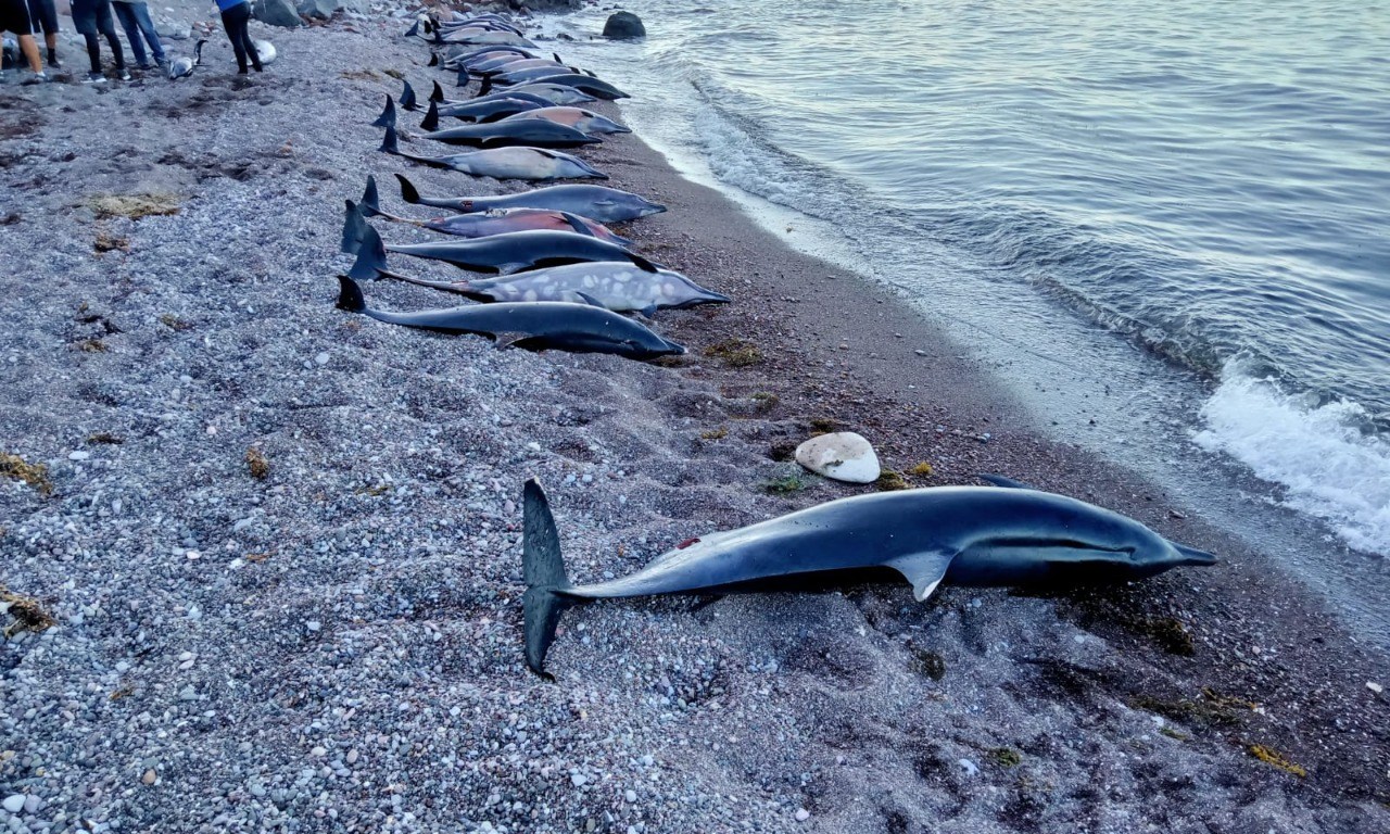 Delfines muertos en BCS