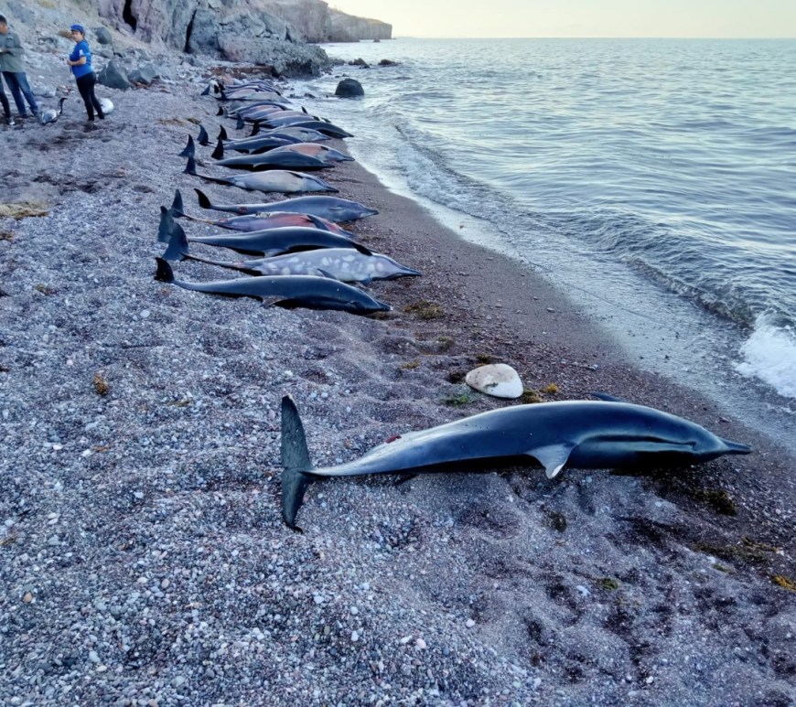 Delfines muertos en BCS