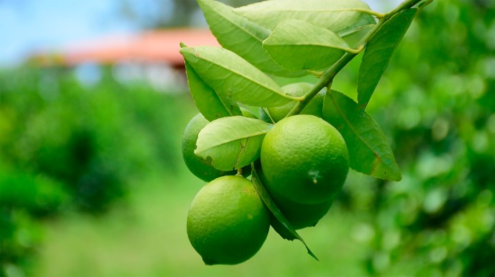 Limones en árbol