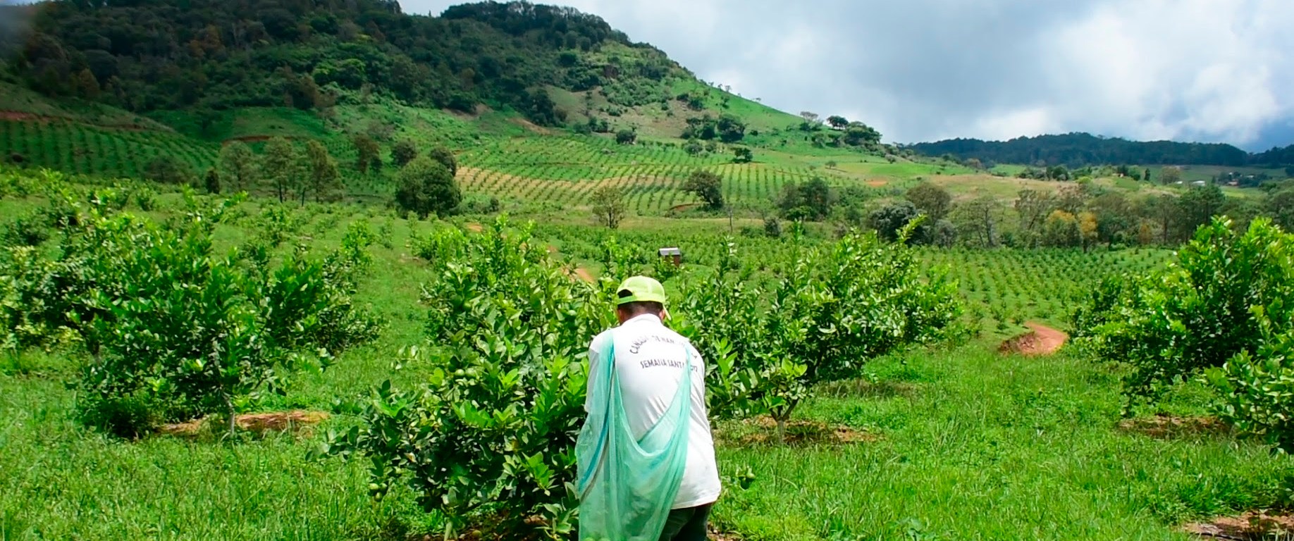 Campesino recolecta limón