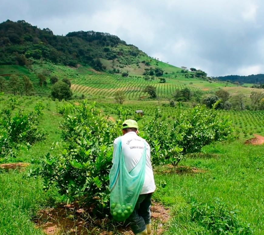 Campesino recolecta limón