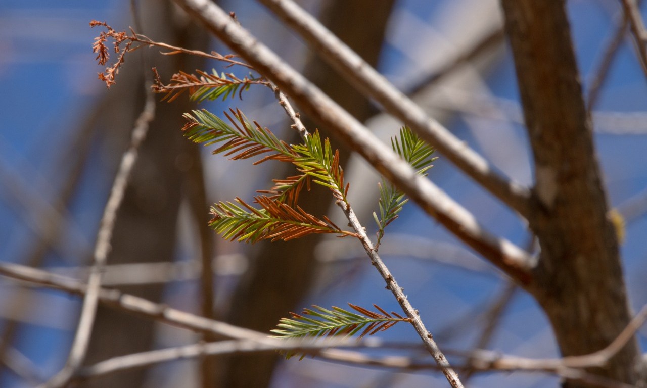 Ahuehuete de Paseo de la Reforma