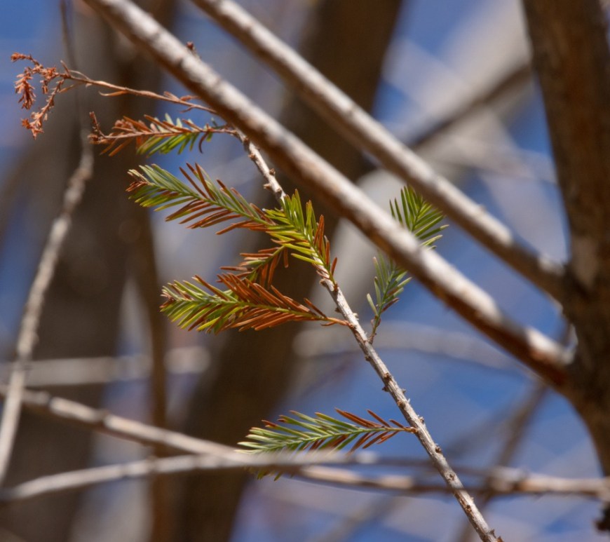 Ahuehuete de Paseo de la Reforma