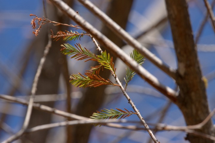 Ahuehuete de Paseo de la Reforma