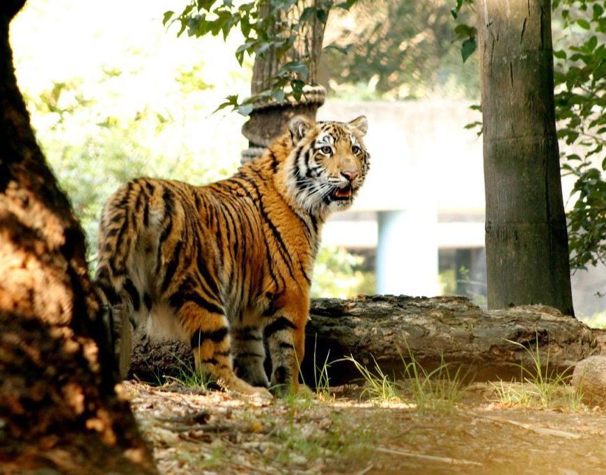 Tigre en zoológico