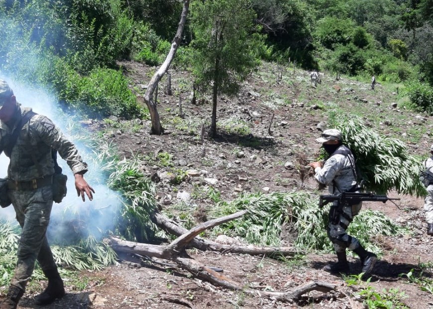 Plantío de marihuana