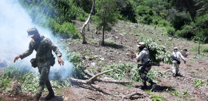 Plantío de marihuana 