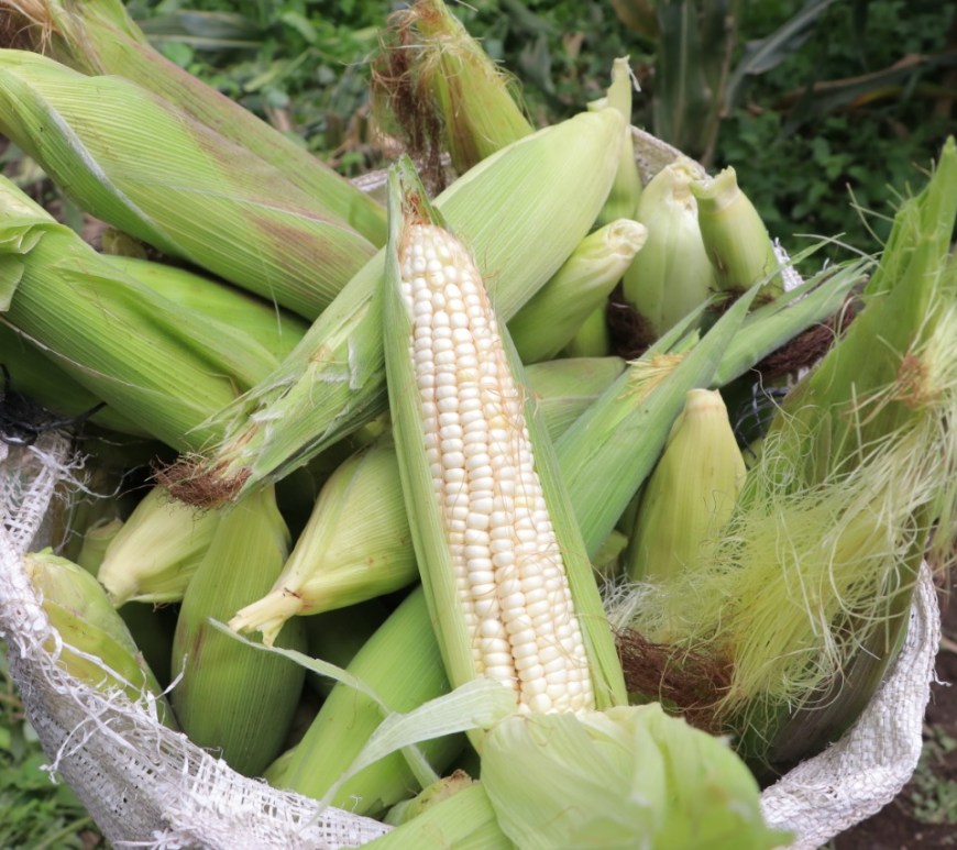 Maíz mexicano