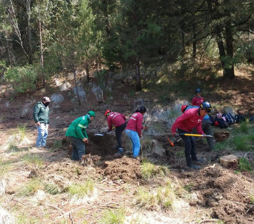 Trabajos en zona de bosque