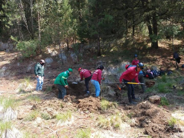 Trabajos en zona de bosque