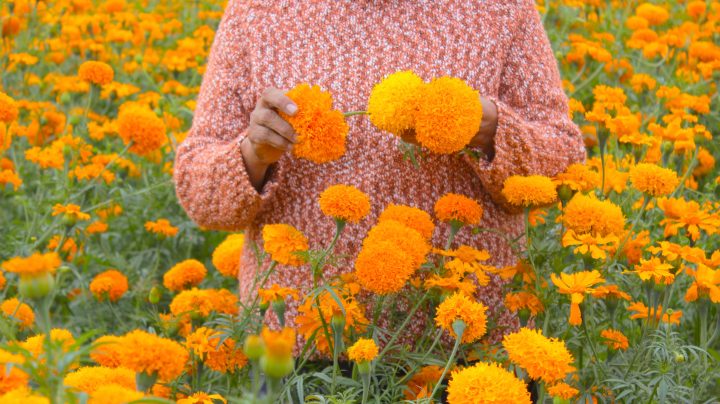 Flor de cempasúchil.