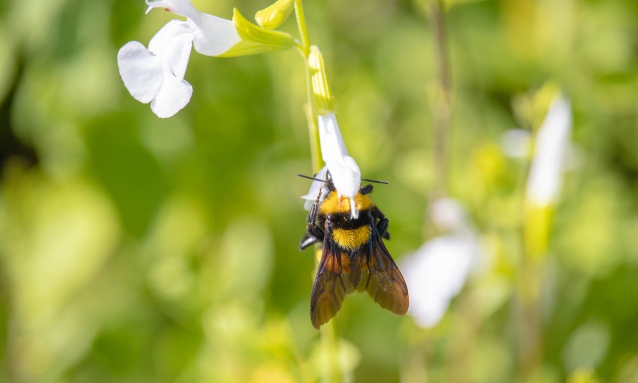 Abeja en jardín