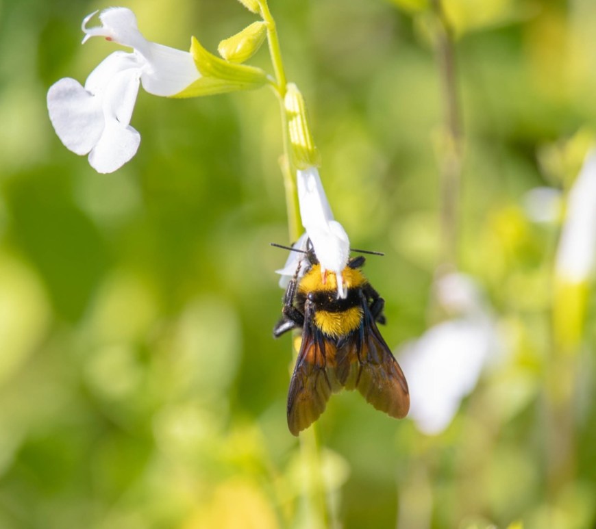 Abeja en jardín