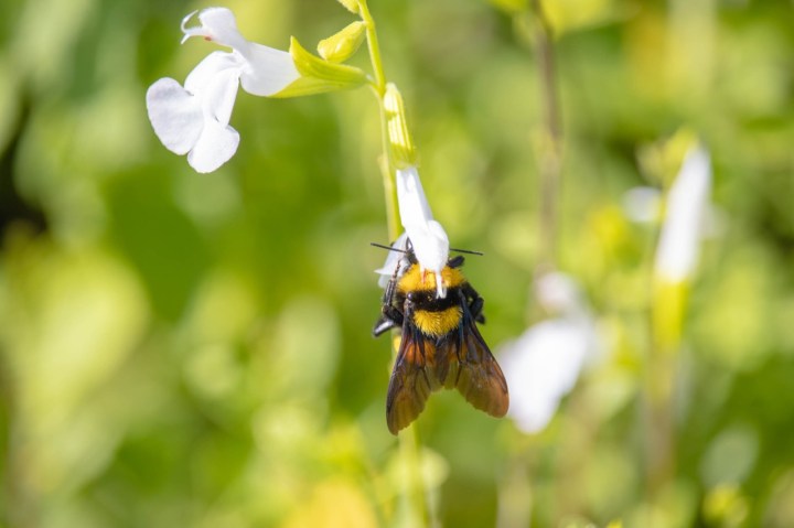 Abeja en jardín