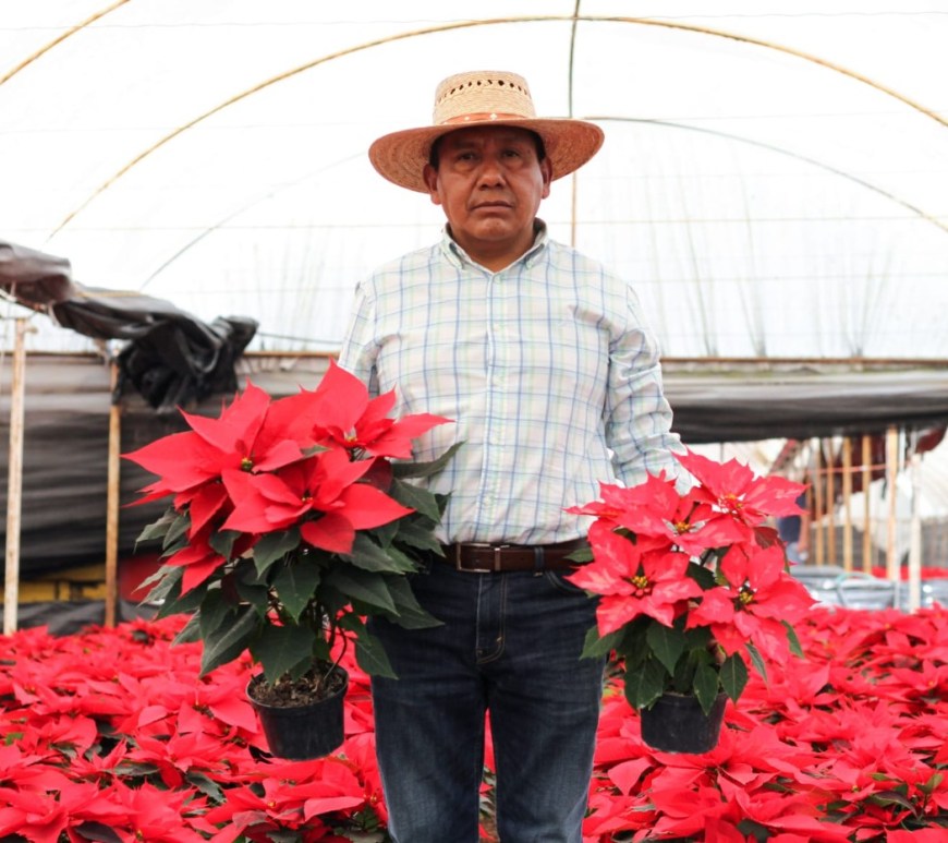 Productor de flor de nochebuena