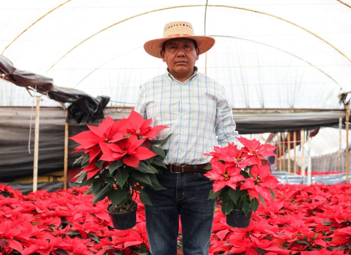 Productor de flor de nochebuena