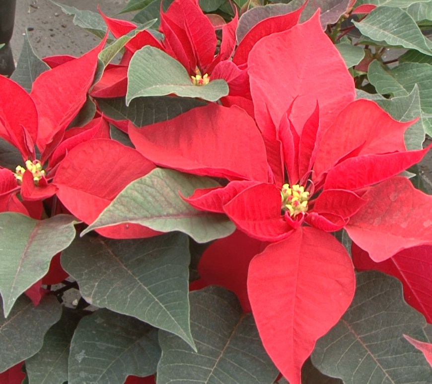 Producción de flor de nochebuena