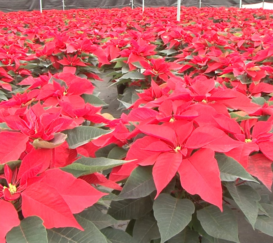Producción de flor de nochebuena