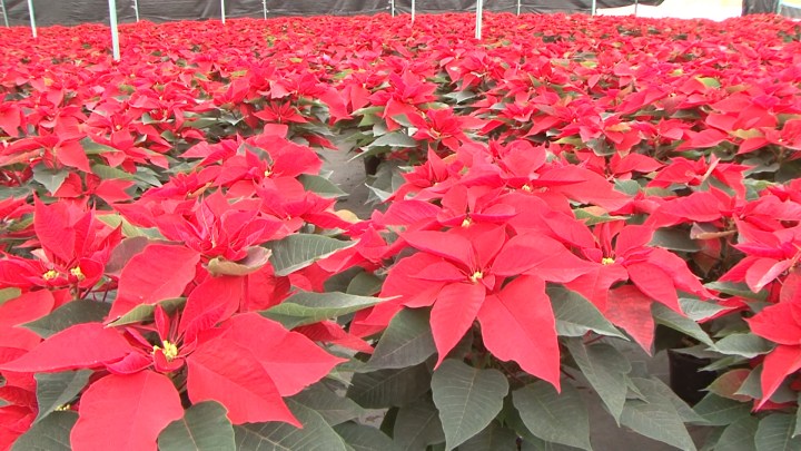 Producción de flor de nochebuena