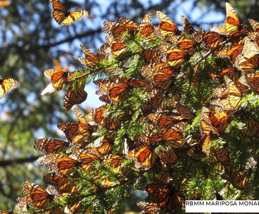 Mariposa Monarca