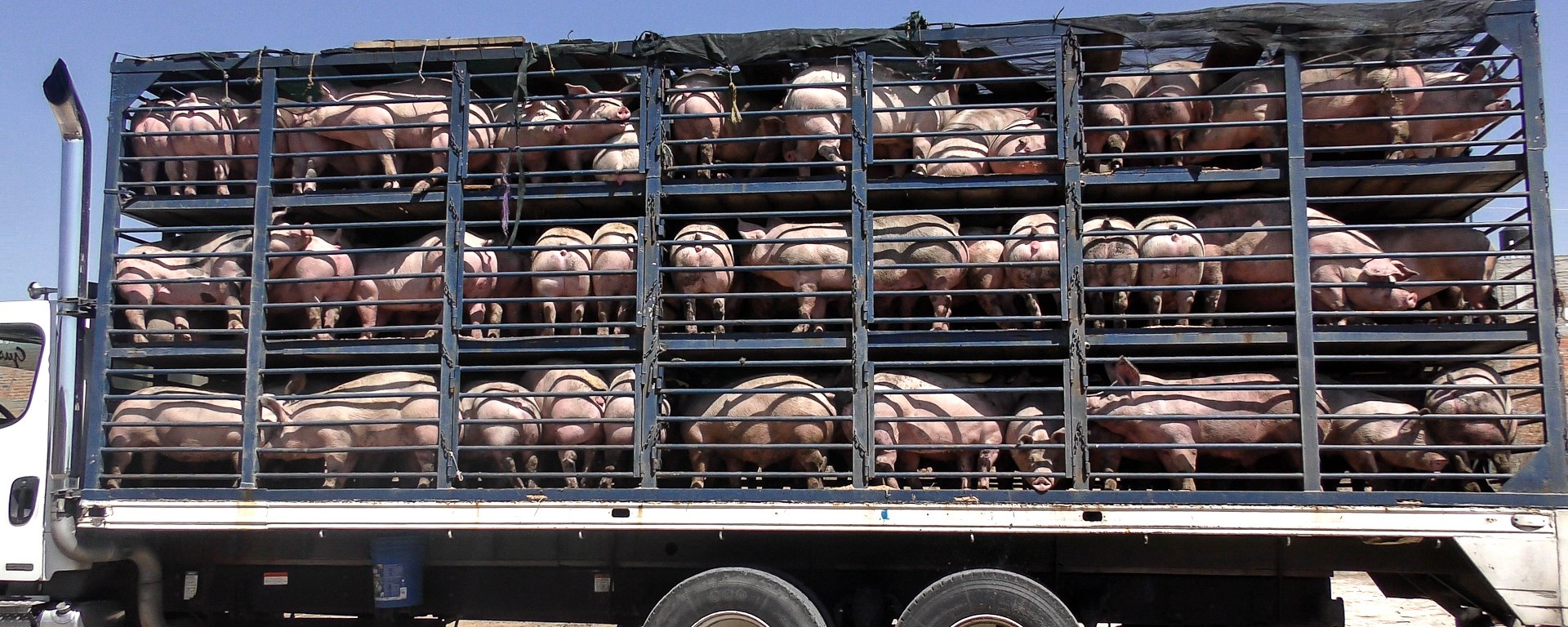 Transporte de cerdos