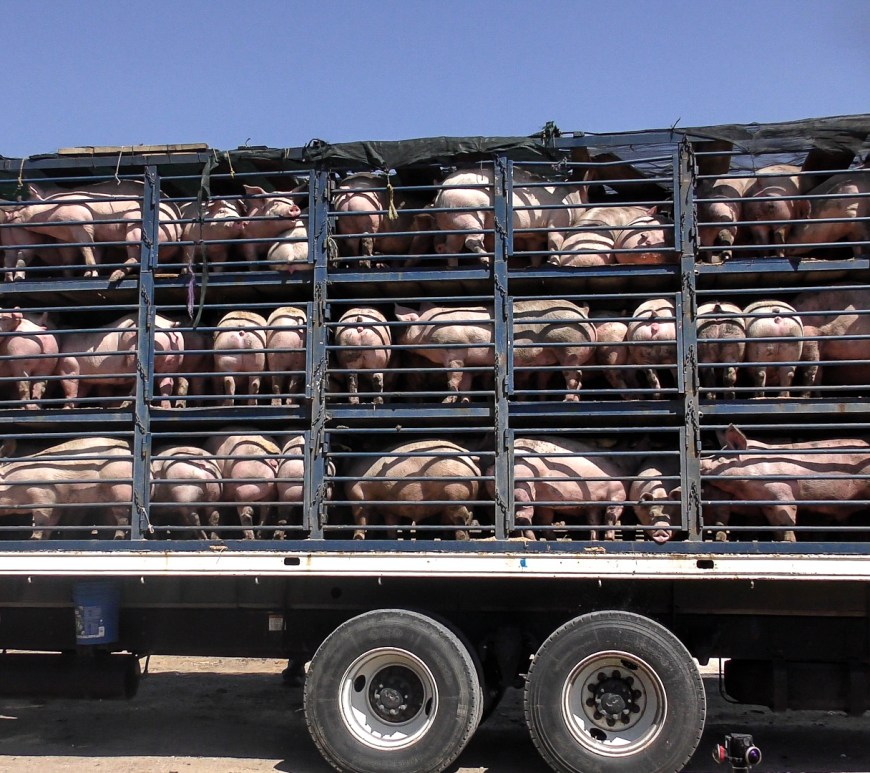 Transporte de cerdos
