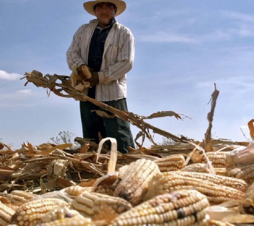 Productor de maiz