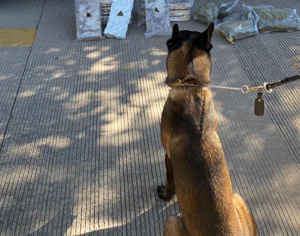 Perro de la Guardia Nacional