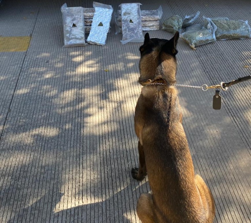 Perro de la Guardia Nacional