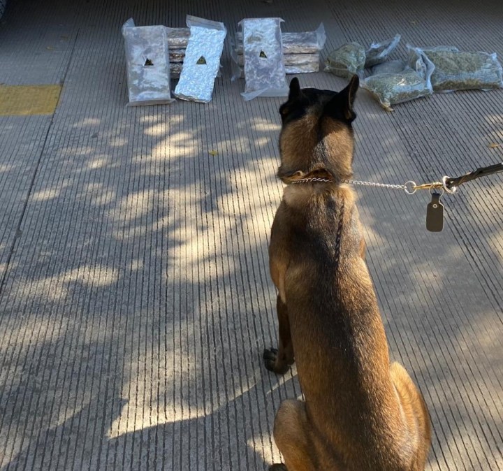 Perro de la Guardia Nacional