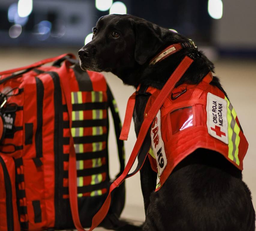 Perro rescatista de la Cruz Roja
