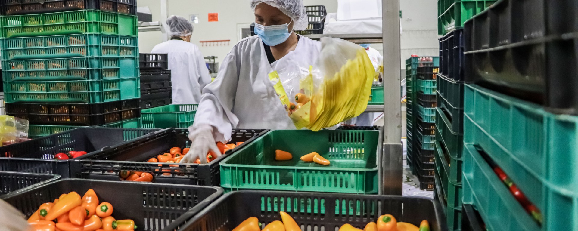 Clasifican frutas y verduras