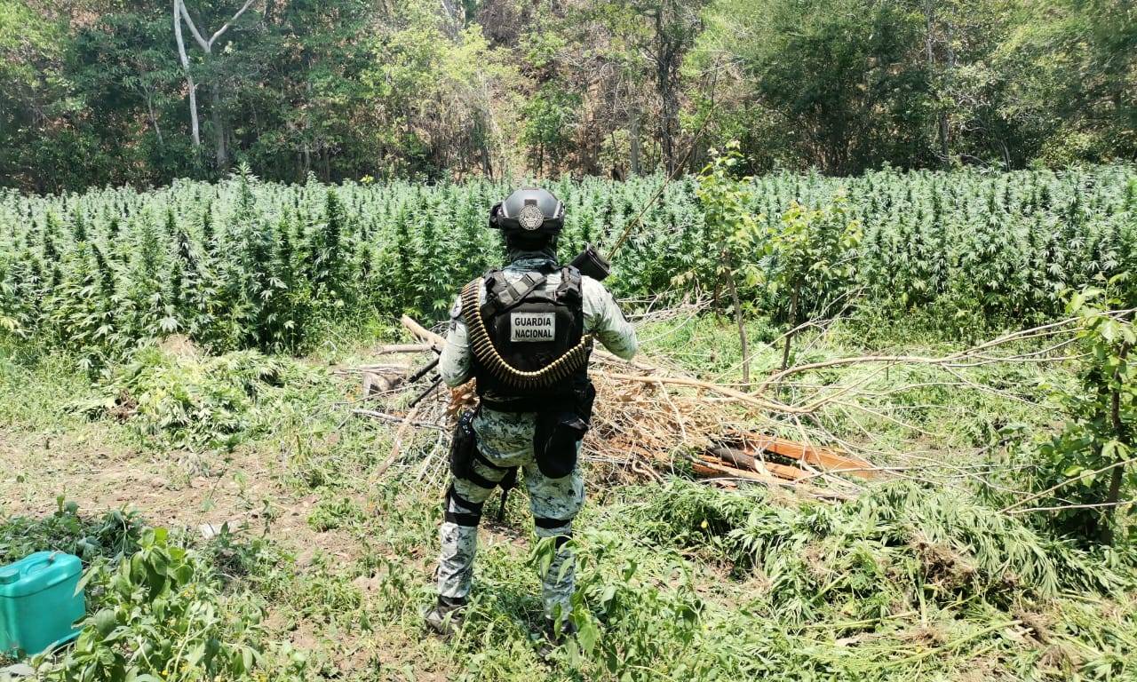 GUardia Nacional en platío de marihuana