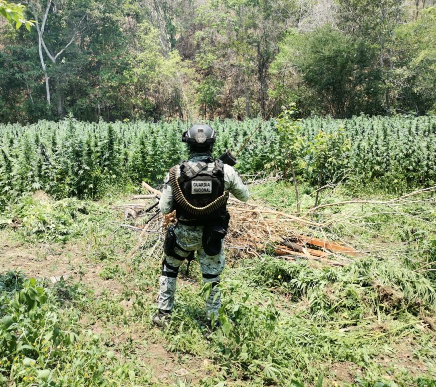 GUardia Nacional en platío de marihuana