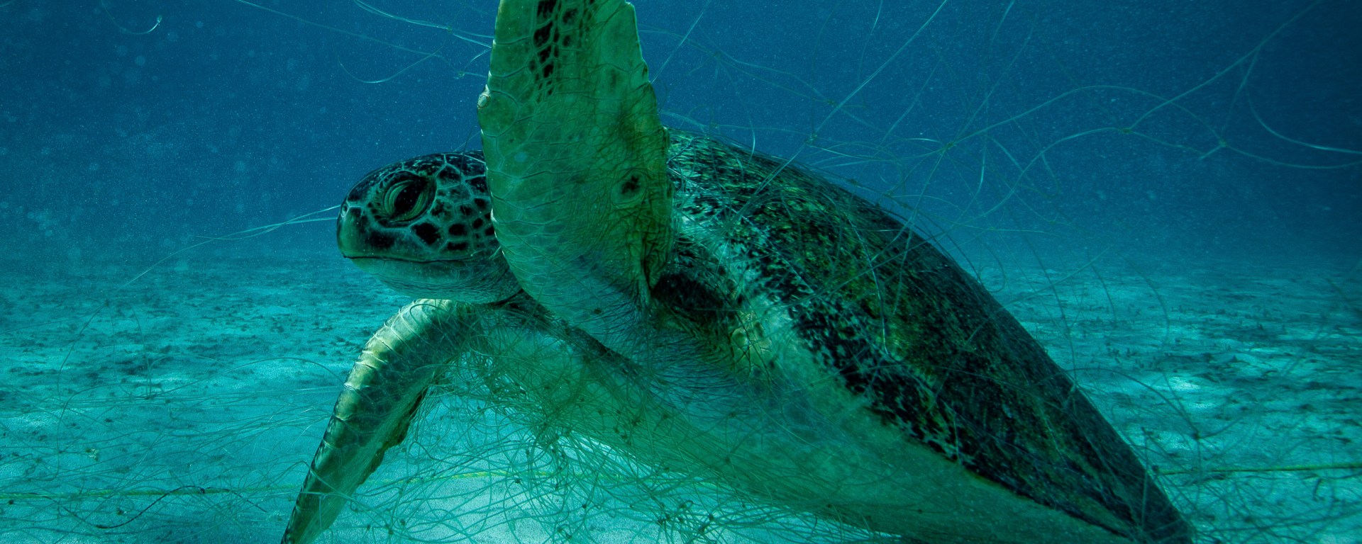 Carlos Aguilera | tortuga enmayada