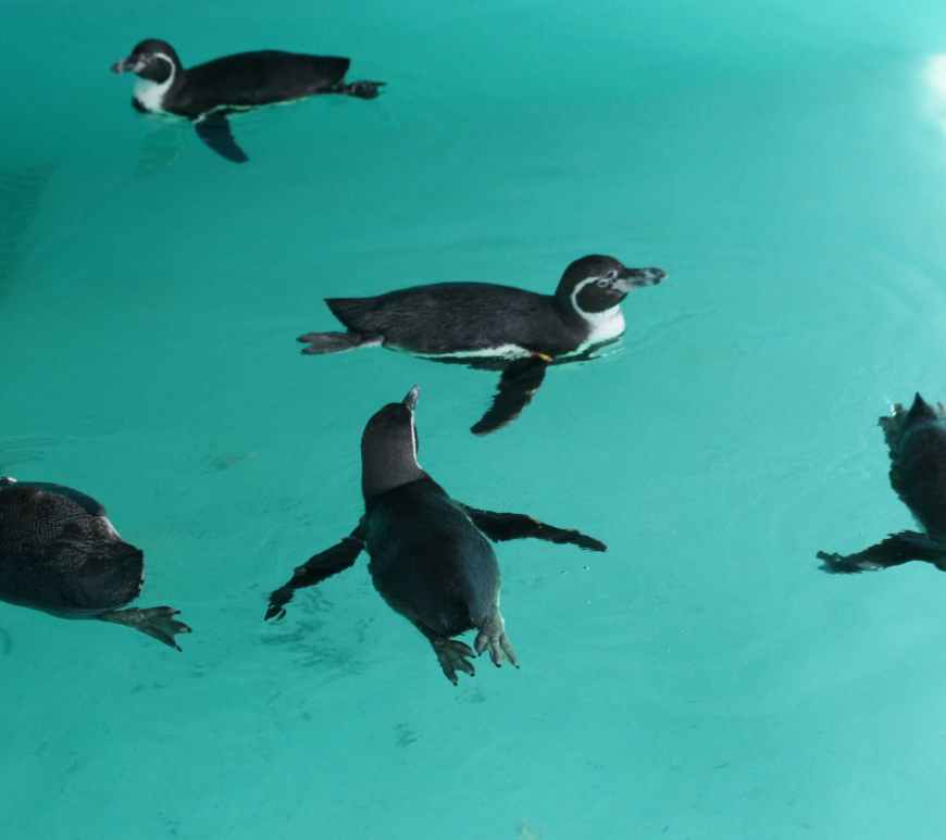 Pingüinos de Humboldt