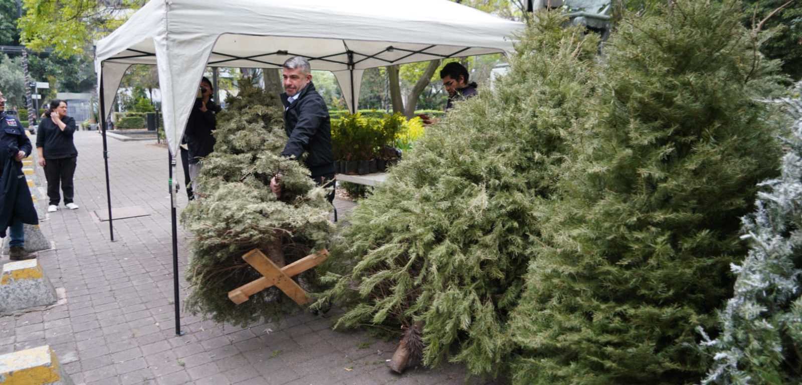 Arbol de navidad natural