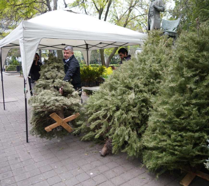 Arbol de navidad natural