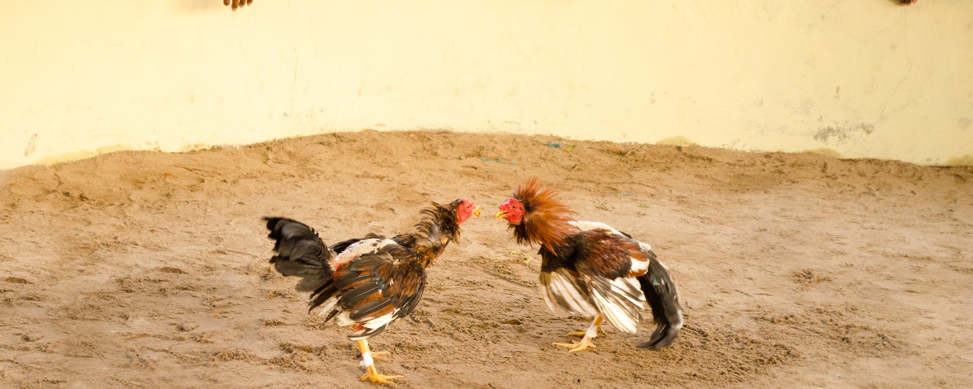 Peleas de gallos